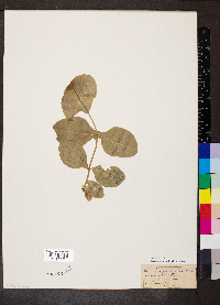 Lonicera dioica image