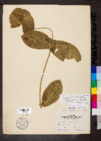 Lonicera reticulata image