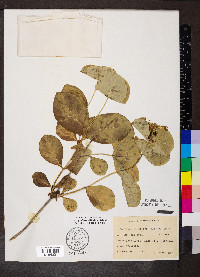 Lonicera reticulata image