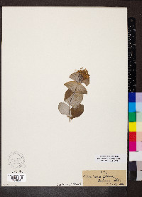 Lonicera reticulata image