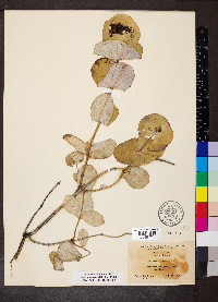 Lonicera reticulata image