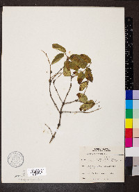 Lonicera tatarica image