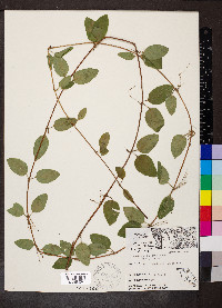 Lonicera japonica var. japonica image