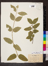 Lonicera canadensis image