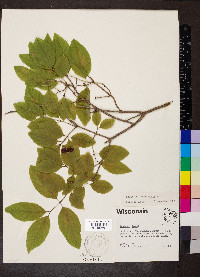 Lonicera canadensis image