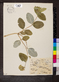 Lonicera ciliosa image