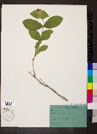 Lonicera dioica image