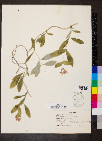 Lonicera dioica image