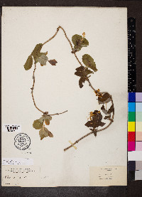 Lonicera flava image