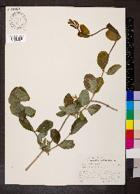 Lonicera flava image