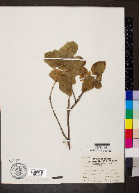 Lonicera flava image