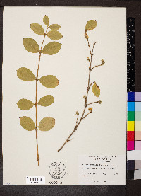 Lonicera fragrantissima image