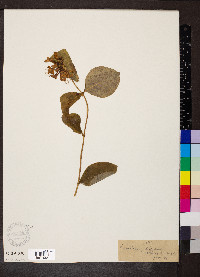 Lonicera hirsuta image