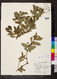 Lonicera involucrata var. ledebourii image