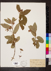 Lonicera involucrata var. ledebourii image