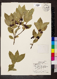 Lonicera involucrata image