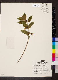 Lonicera involucrata image