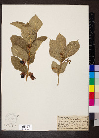 Lonicera involucrata image