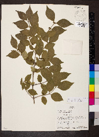 Lonicera maackii image