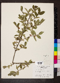 Lonicera morrowii image