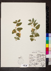 Lonicera morrowii image