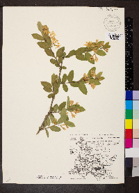 Lonicera morrowii image