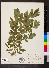 Lonicera oblongifolia image