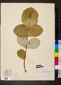 Lonicera reticulata image