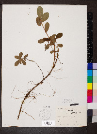 Lonicera villosa image