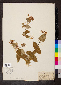 Lonicera etrusca image