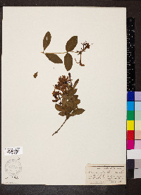 Lonicera periclymenum image