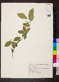 Lonicera xylosteum image