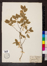 Lonicera xylosteum image