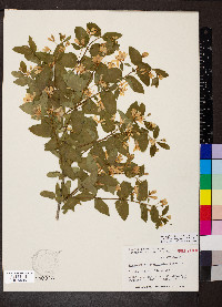 Lonicera canadensis image