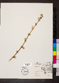 Lonicera fragrantissima image