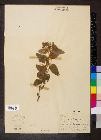 Lonicera tatarica image