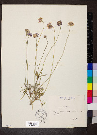 Scabiosa columbaria image