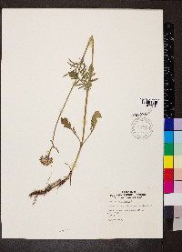 Scabiosa columbaria image