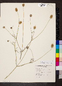 Scabiosa atropurpurea image