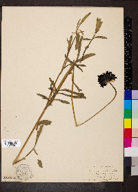 Scabiosa atropurpurea image