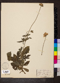 Scabiosa arvensis image