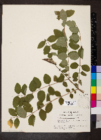 Symphoricarpos orbiculatus image