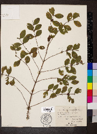 Symphoricarpos orbiculatus image