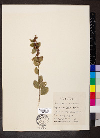 Symphoricarpos orbiculatus image