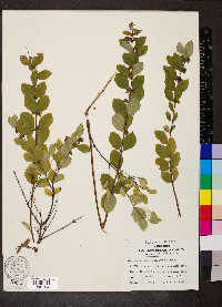 Symphoricarpos orbiculatus image