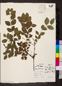 Symphoricarpos orbiculatus image