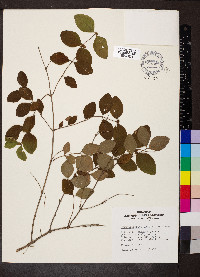 Symphoricarpos orbiculatus image