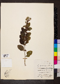 Symphoricarpos orbiculatus image