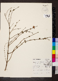 Symphoricarpos orbiculatus image