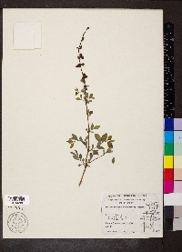 Symphoricarpos orbiculatus image
